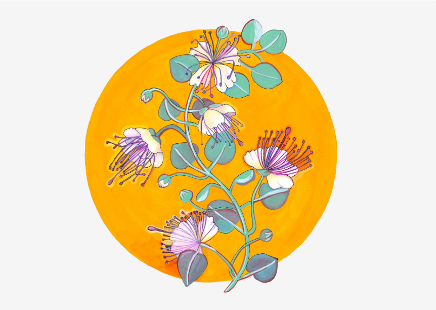 Caper Flowers